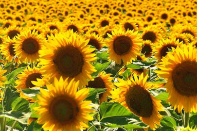 Trakya Birlik Ayçiçeğinde Avans Fiyatı Açıkladı