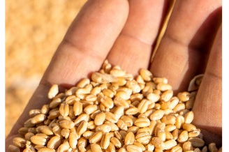 Edirne'de Sertifikalı Tohum Desteği Askıya Çıktı