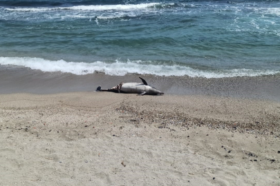 Tekirdağ'da Ölü Yunus Sahile Vurdu