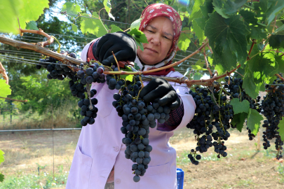 Türkiye'nin En Erkenci Bilinen "Trakya İlkeren" Üzümünde Hasat Başladı