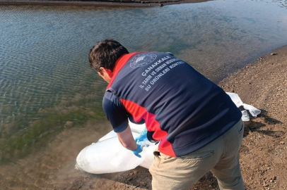 Çanakkale'de Baraj ve Göletlere 2 Milyon Aynalı Sazan Yavrusu Bırakıldı
