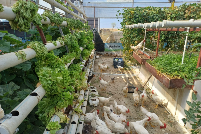 Edirne'deki Anlaşmazlık Tonlarca Ürünü Kuruttu