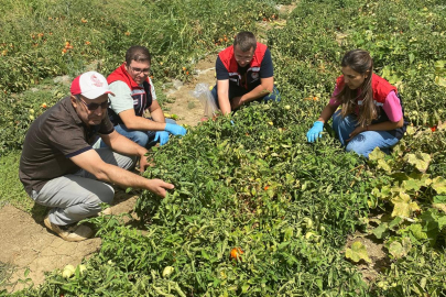 Edirne’de Domateslerde Hasat Öncesi Pestisit Denetimi