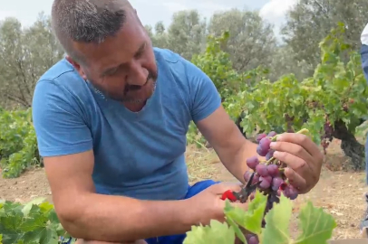 Şarköy'ün Gardinal Üzümünün Hasadı Başladı