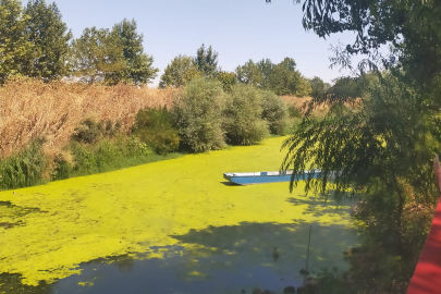 Tunca Nehri Yeşile Büründü