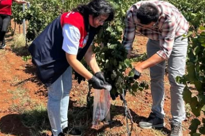 Hasat Öncesi Pestisit Denetimi Kırklareli’de Devam Ediyor