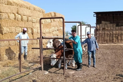 Edirne'de Şap Aşılaması Sürüyor