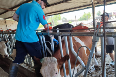 Tekirdağ’da Hayvan Hastalıklarına Karşı Aşılama Çalışmaları Devam Ediyor