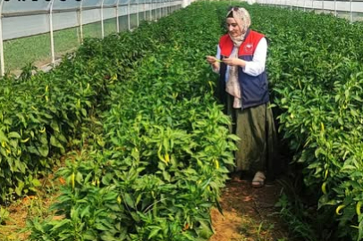 Kırklareli’nde Seralara KOKBÜS Denetimleri Yapılıyor