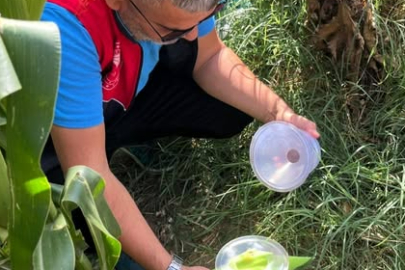 Lüleburgaz’da Batı Mısır Kök Kurdu Takibi Sürüyor