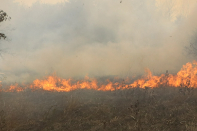 Edirne'de Anızda Başlayıp Ağaçlık Alana Sıçrayan Yangın Söndürüldü