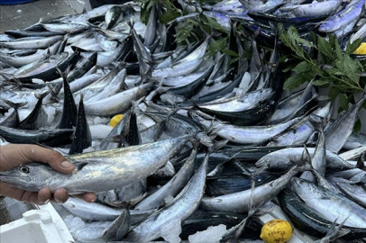 Palamut Av Sezonu 15 Ağustos’ta Açılıyor