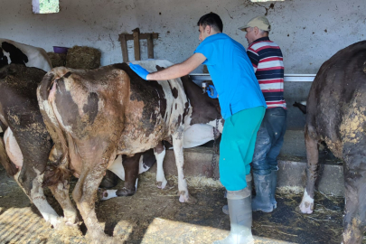 Tekirdağ’da Hayvan Hastalıklarına Karşı Aşılama Çalışmaları Devam Ediyor