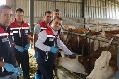 Edirne’de Şap Aşılaması Çalışmaları Sürüyor