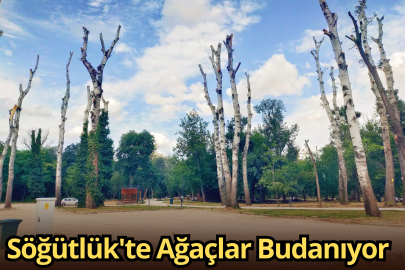 Söğütlük'te Ağaçlar Budanıyor