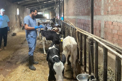 Tekirdağ’da Hayvan Hastalıklarına Karşı Aşılama Çalışmaları Sürüyor