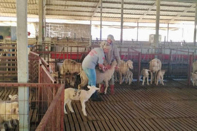 Kırklareli'nde Küçükbaş Hayvanlar Aşılanıyor