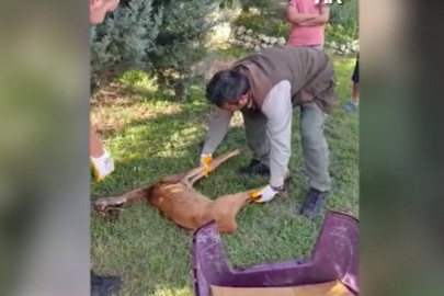 Kırklareli'nde Yaralı Bulunan Karaca Tedavi Altına Alındı