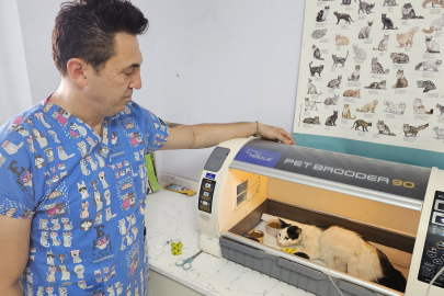 Çanakkale'de Kaza Geçiren Hamile Sokak Kedisinin İmdadına Veteriner Hekim Yetişti