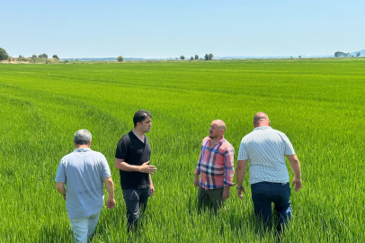 Edirne Ovası Yeşile Büründü: Çeltikte Rekor Beklentisi