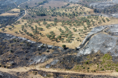 Gelibolu'da Yaşayan Çiftçi Zeytinliğinin Altını Sürdüğü İçin Yangından Etkilenmedi