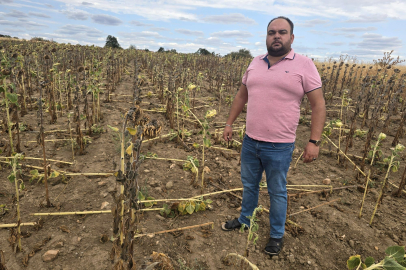 Kuraklığın Üstüne Bir Darbe de Domuzlardan: Ayçiçeği Tarlaları Tehdit Altında