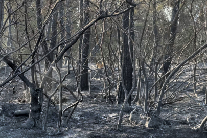 Yangından Kaçan Karaca Görüntüleri Kameralara Yansıdı