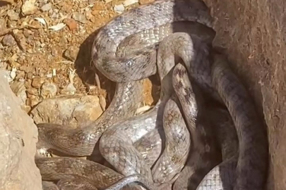 Yumak Halinde Görüntülenen Yılanlar Şaşırttı