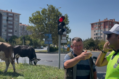 Çiftlikten Firar Eden İnek Sürüsü Şehir Merkezine İndi