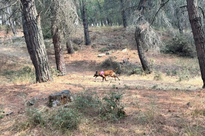 Kayıp Yaşlı Kadını Arama Çalışmalarına Özel Eğitimli Köpekler de Katıldı
