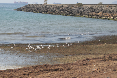 Tekirdağ'da Poyraz Nedeniyle Sahilin Bir Kısmı Kırmızı Yosunla Kaplandı