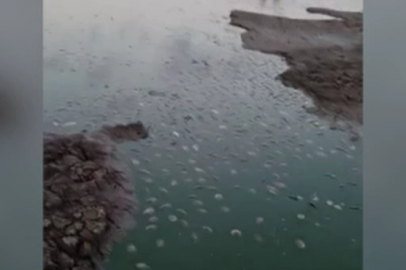 Tekirdağ'da Su Seviyesi Düşen Göletteki Balıklar Öldü