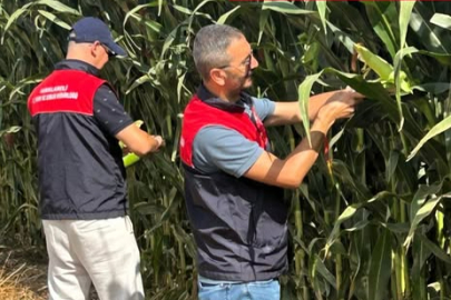 Lüleburgaz’da Silajlık Mısır Arazilerinde Kontroller Yapıldı