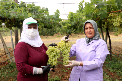 Tekirdağ'da Tescilli "Süleymanpaşa Beyazı" Üzümünde Hasat Başladı