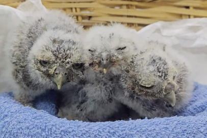 Çanakkale'de Yuvalarını Kaybeden Yavru Kukumavlar Koruma Altına Alındı