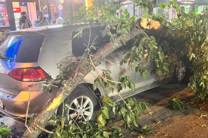 Edirne'de Aracın Üstüne Ağaç Devrildi