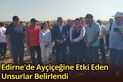 Edirne'de Ayçiçeğine Etki Eden Unsurlar Belirlendi