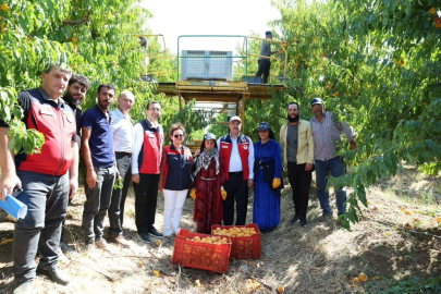 Türkiye Genelinde Çanakkale, Şeftali'de 2'nci Nektarinde 3'üncü Sırada