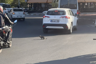 Yavru Kedi Trafikte Sürücülere Zor Anlar Yaşattı