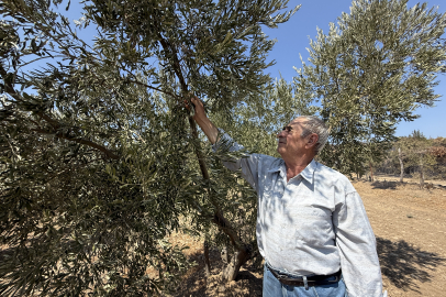 Çanakkale'deki Orman Yangını 150 Ağaç Bulunan Zeytinliği Teğet Geçti