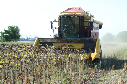 Kırklareli'nde Ayçiçeği Hasadı Devam Ediyor