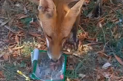 Sıcaktan Bunalan Tilkiye Vatandaş Su İkram Etti