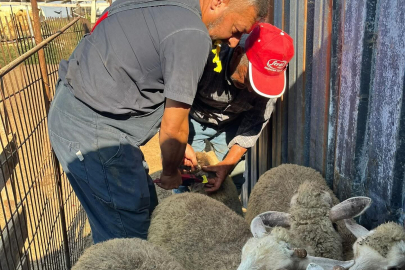 İpsala'da Küçükbaş Küpeleme İşlemi