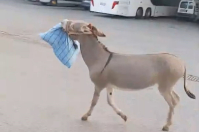 Edirne Otogarı'nda İlginç Anlar: Eşek Bu Kez Otobüs Şoförünün Yastığını Çaldı