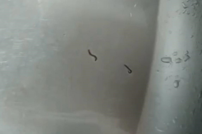 Tekirdağ'da İçme Suyu Şebekesinden Kurtlar Çıktı