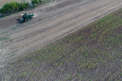 Trakya'da Ayçiçeği Hasadı Devam Ediyor