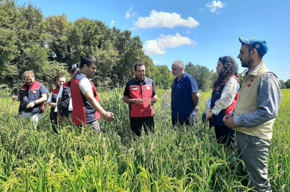 Çanakkale’de Çeltikler 5 Yıldır Damla Sulama Yöntemiyle Yetiştiriliyor