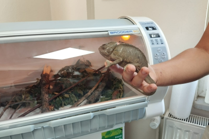 Edirne’de Terkedilen Bukalemuna Belediye Sahip Çıktı