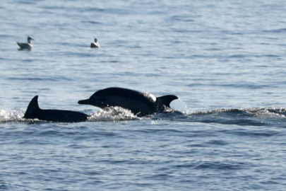 Tekirdağ'da Balıkçı Teknesine Eşlik Eden Yunuslar Görüntülendi