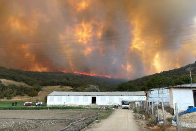 Alevler Çiftlikleri Tehdit Etti, Hayvanlar Kurtarıldı